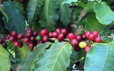 Kaffens vej mod bæredygtighed: Den grønne omstilling af kaffeindustrien